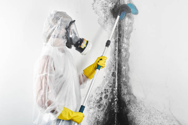 Best Mold Damage Restoration  in Greenville, MS