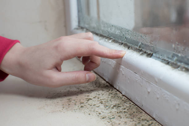 Best Emergency Mold Remediation  in Greenville, MS