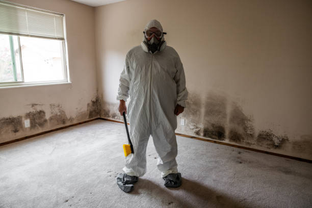 Professional Mold Removal in Greenville, MS